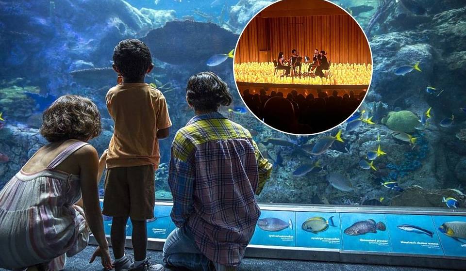 Im Aquarium of the Pacific findet eine seltene After-Hours-Aufführung statt: Mozart, Beethoven und mehr Musik, umgeben von über 12.000 Meeresbewohnern – und es ist nur ein Termin geplant