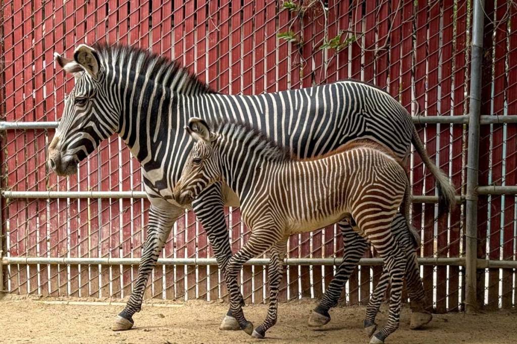 Zoológico de Los Ángeles