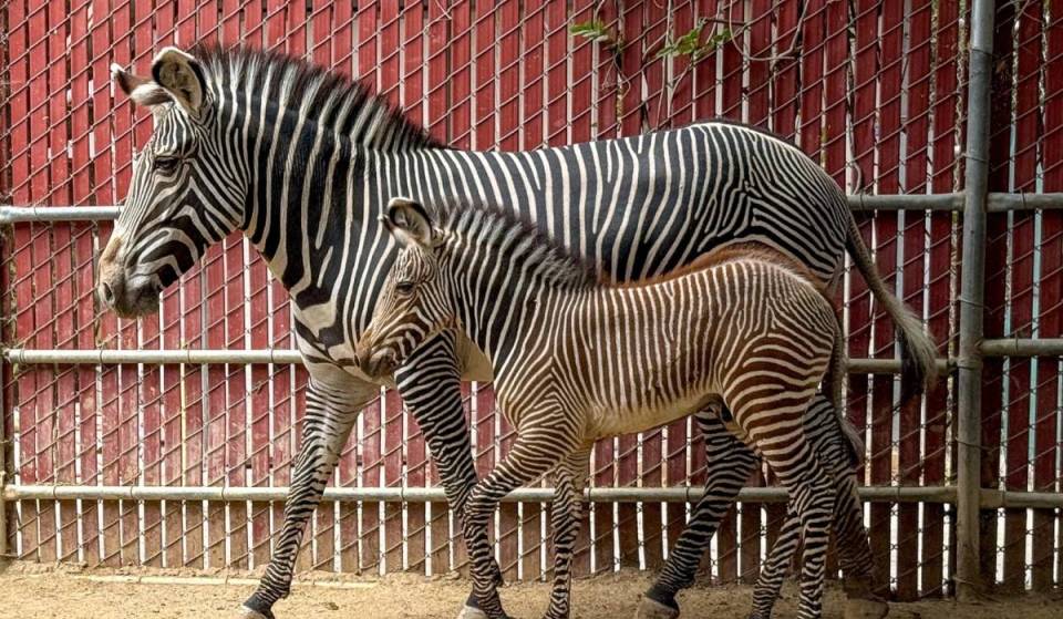 For the first time since 2019, the L.A. Zoo has welcomed a baby zebra –  guests can officially see him starting next week