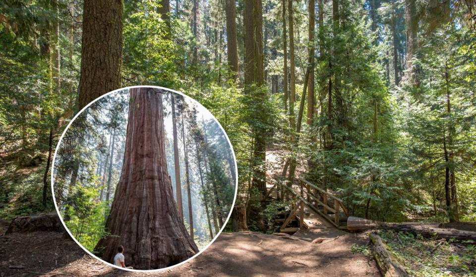 Menos conocido que Yosemite, este camping recóndito e íntimo te permite dormir a solo unos pasos de una secuoya gigante de 2.700 años de antigüedad