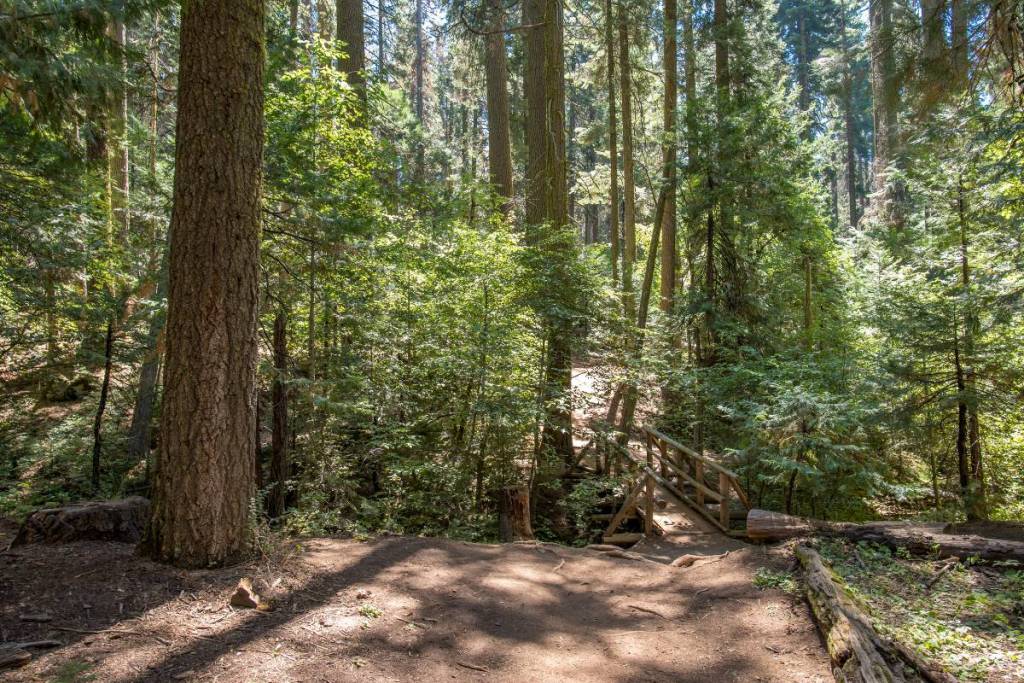 Nelder Grove