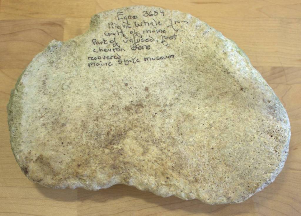 North Atlantic right whale bone