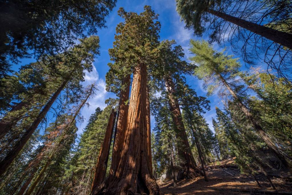 La forêt de séquoias de Kings Canyon