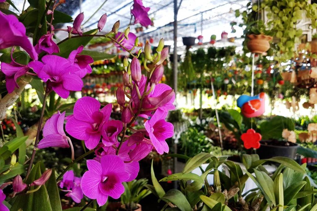 Country Plants