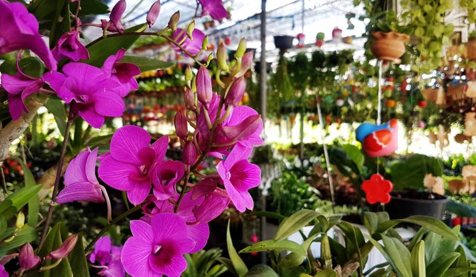 This hidden, charming plant nursery right off the Pacific Coast Highway is home to a massive collection of beautiful orchids