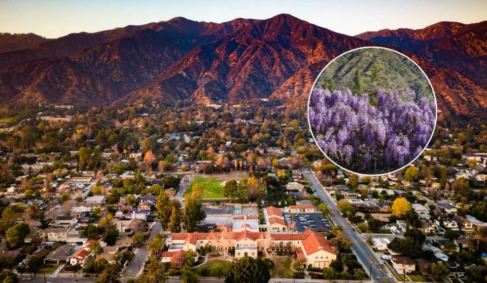 À seulement 30 minutes de L.A. se trouve une charmante petite ville qui abrite la plus grande plante à fleurs du monde — mais le public n’est autorisé à la voir qu’un seul jour par an