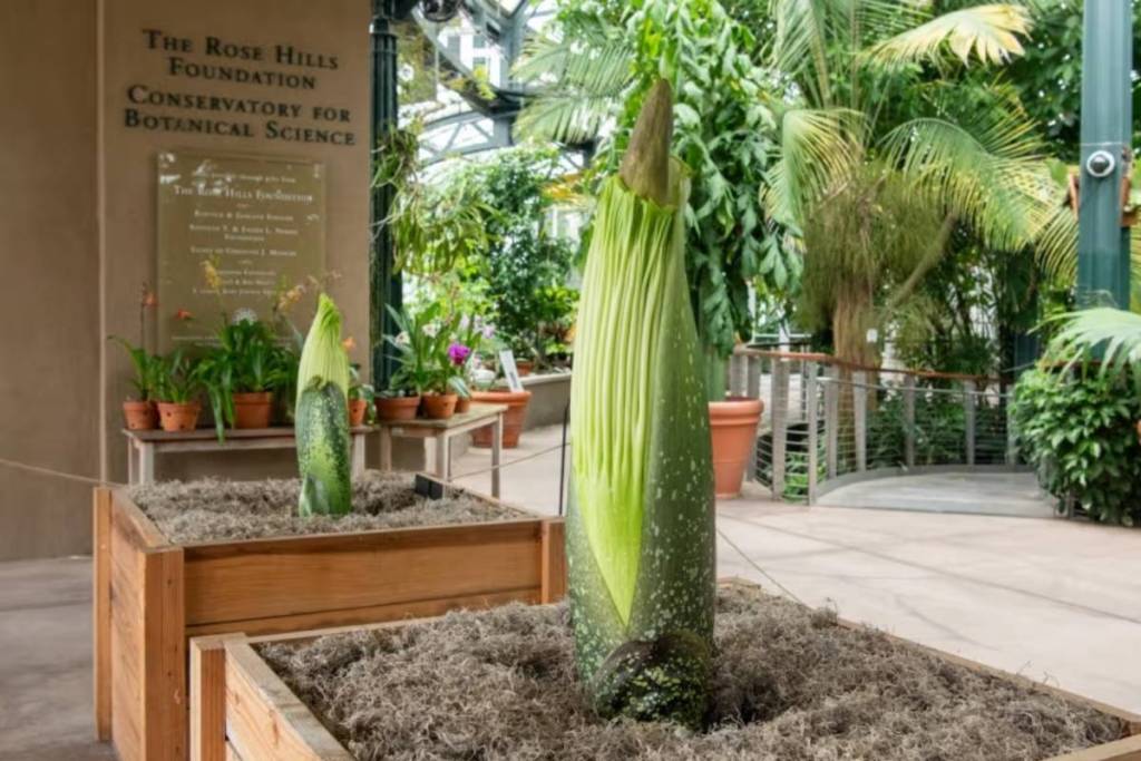 Leichenblumen, 2026. Foto: Linnea Stephan. Die Huntington Library, das Kunstmuseum und die Botanischen Gärten.