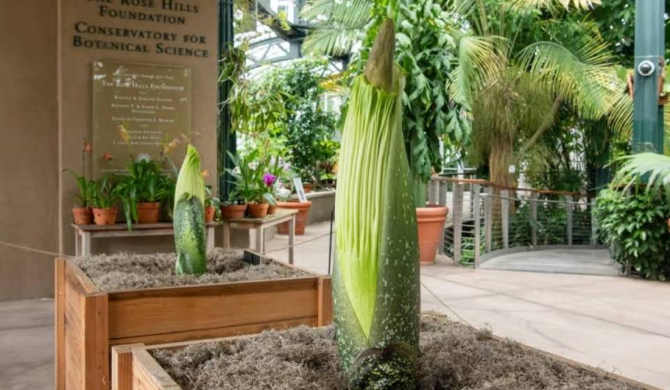 Not one, but two endangered corpse flowers are about to bloom at L.A.’s Huntington Library – here’s how you can see (and smell) them