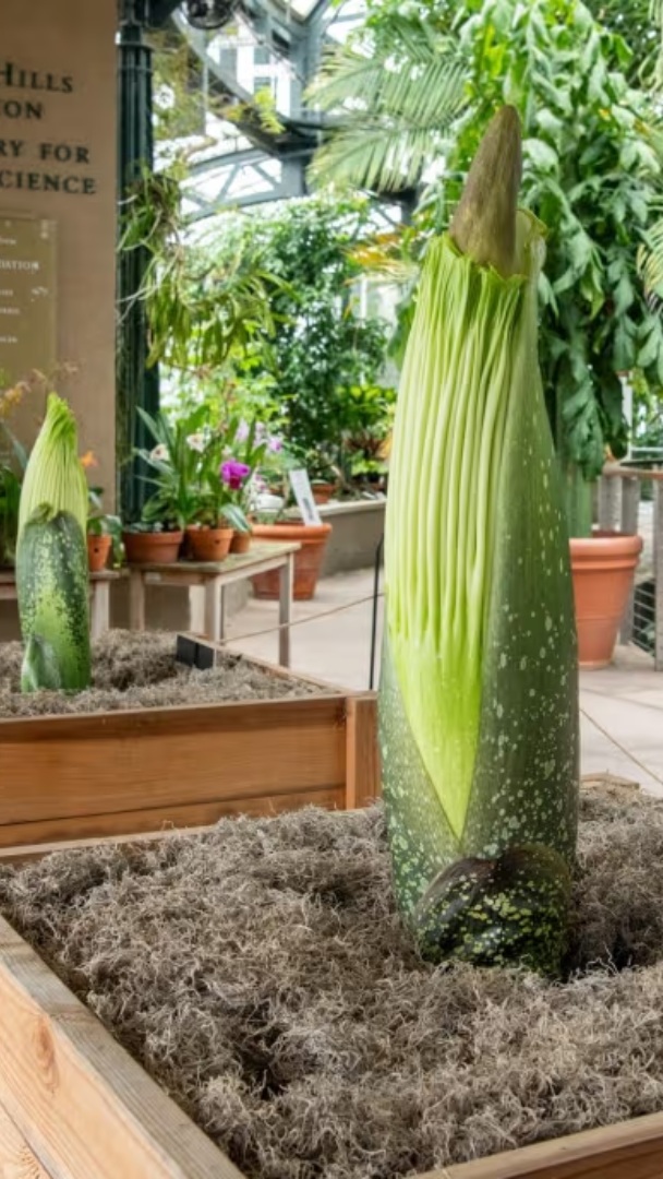 Nicht nur eine, sondern gleich zwei vom Aussterben bedrohte Leichenblumen stehen kurz vor der Blüte in der Huntington Library in L.A. – hier erfährst du, wie du sie sehen (und riechen) kannst