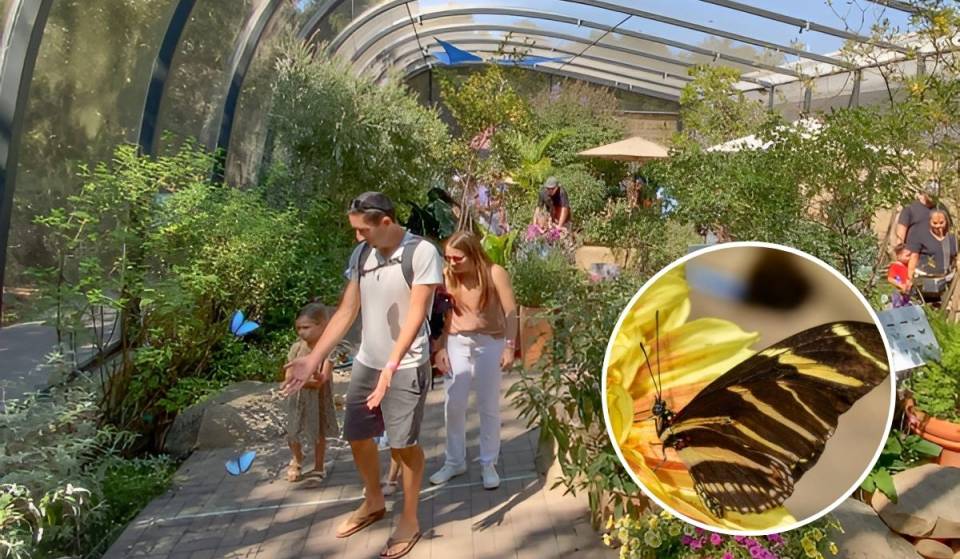 Less than two hours from L.A., this destination was just named the third most beautiful butterfly garden in the U.S., featuring 1,000 live butterflies — and you can visit for just $3