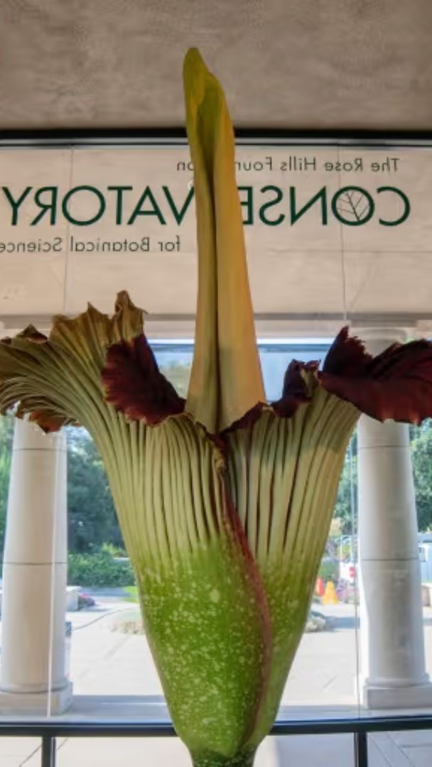 Deux rares « fleurs cadavres » fleurissent en même temps dans ce jardin du sud de la Californie, à 30 minutes de Los Angeles — qui abrite la plus grande collection d’Amérique du Nord de ces géants à l’odeur âcre