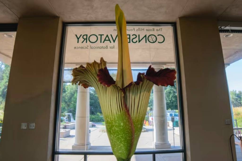 Corpse Flower