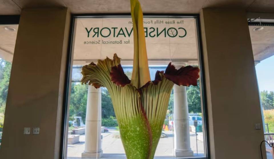 Two rare ‘corpse flowers’ are blooming simultaneously at this SoCal garden 30 min from L.A. — home to North America’s largest collection of these pungent giants