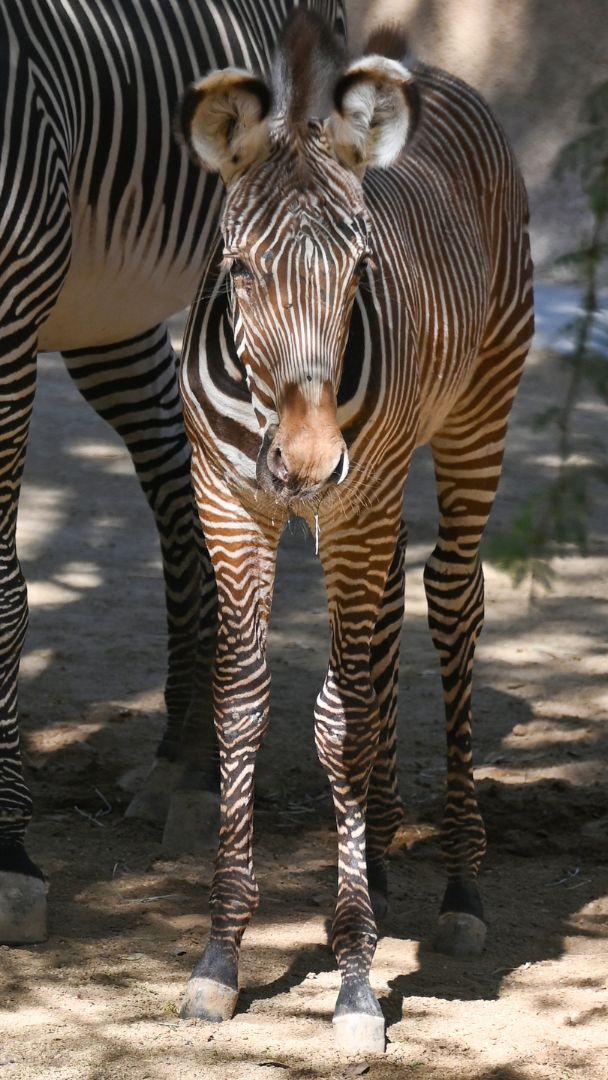 Por primera vez en siete años, el zoológico de Los Ángeles da la bienvenida a una cría de cebra de Grevy, la especie de cebra más grande, que puede llegar a pesar hasta 1.000 libras