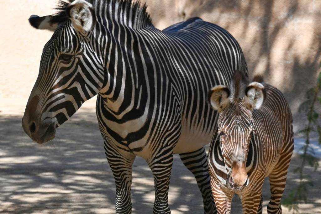 Zebra_3