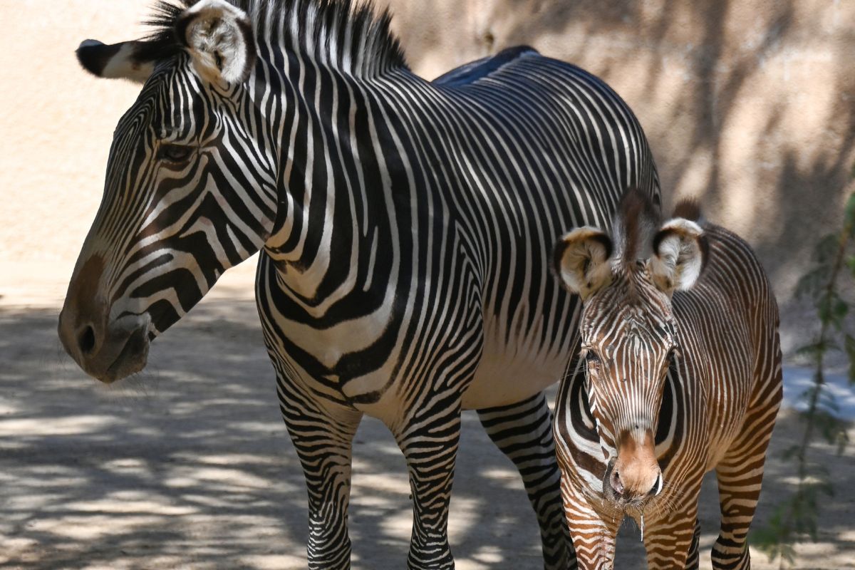 For the first time in seven years, the L.A. Zoo welcomes a baby Grevy’s ...