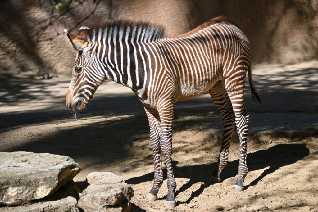 Zebra_2