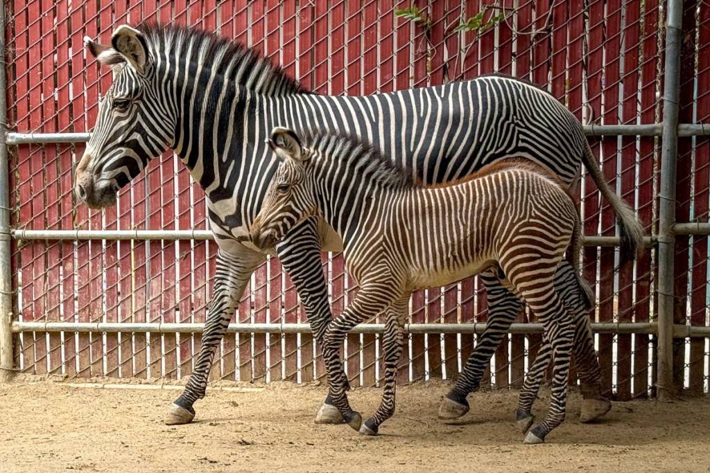 Zebra