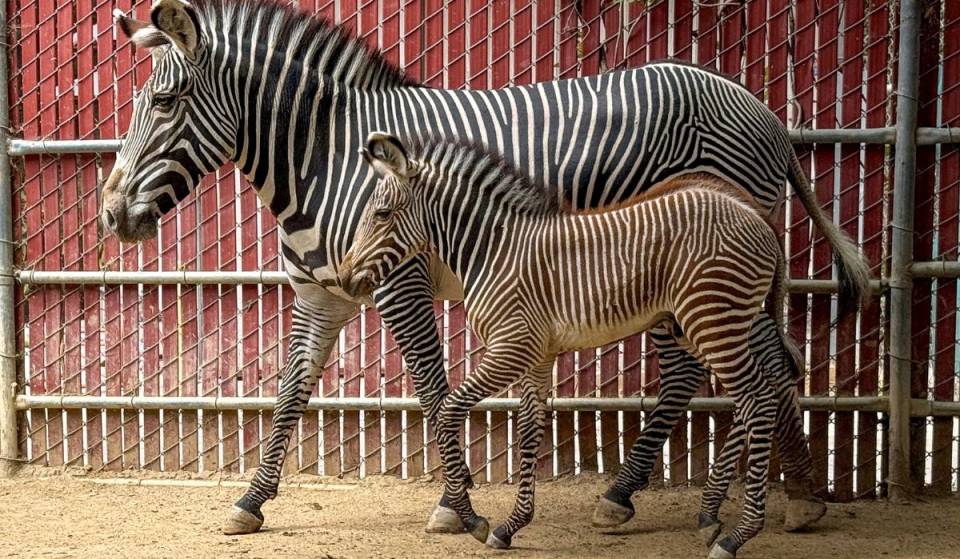 Zum ersten Mal seit sieben Jahren begrüßt der L.A. Zoo ein Grevy-Zebra-Fohlen – die größte Zebraart, die bis zu 1.000 Pfund wiegt