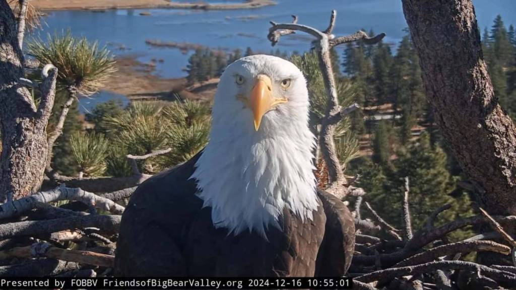 Jackie the bald eagle looks at the live camera