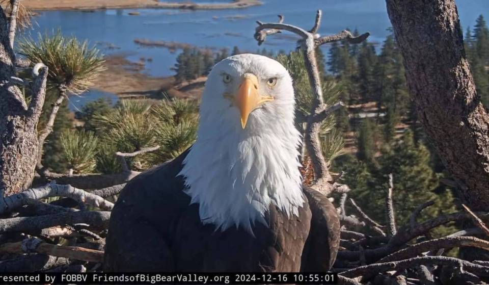 “Soar free, Jackie”: Southern California’s beloved Big Bear bald eagle passes away at the Ojai Raptor Center after three weeks of intensive care