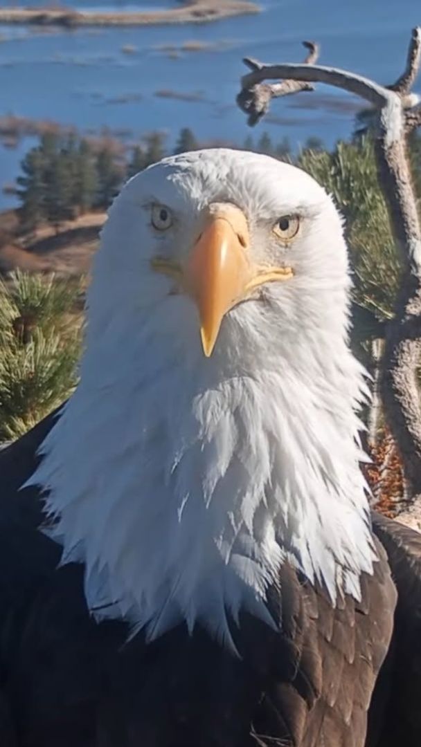 L’aigle à tête blanche blessé secouru près de Big Bear est « probablement » Jackie, l’une des célébrités animales les plus connues de Californie