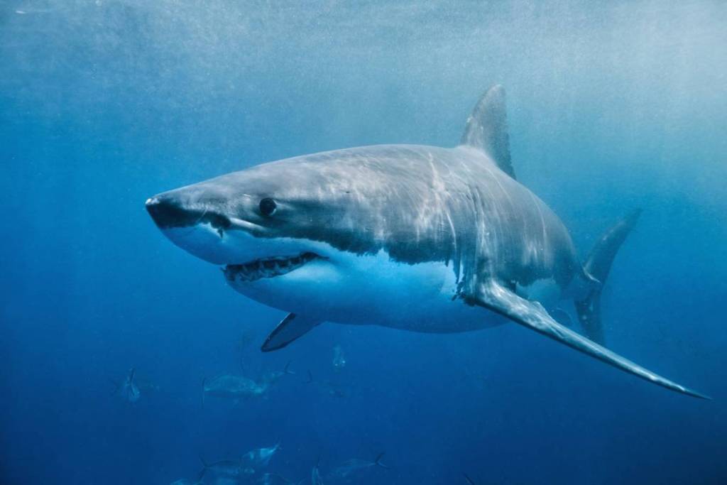 Gros plan sur un grand requin blanc