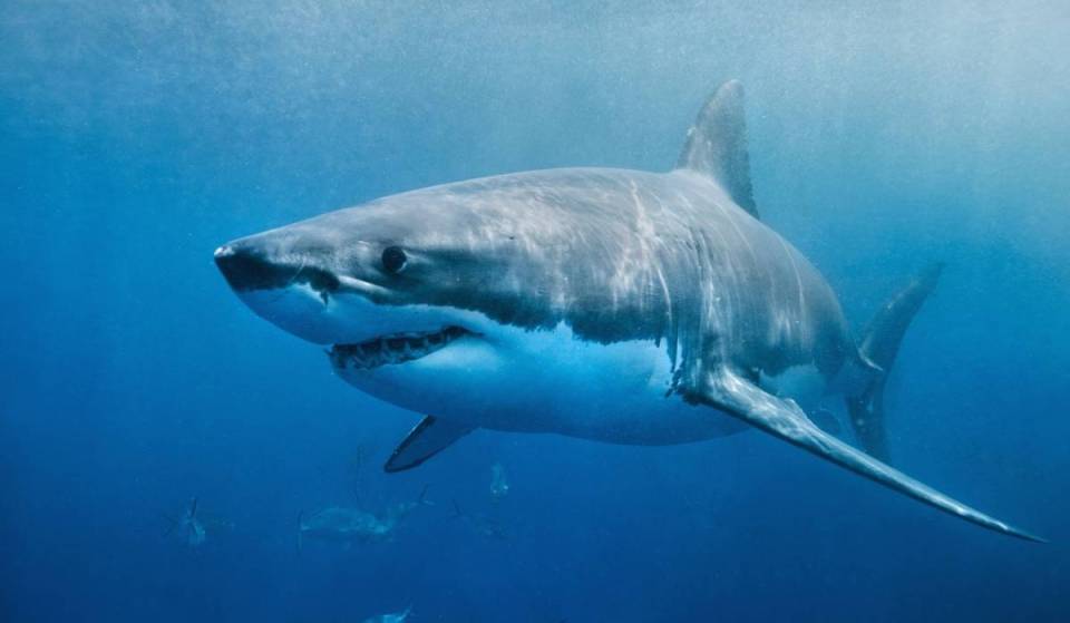 Este verano será una de las temporadas de tiburones más activas de California en una década, gracias al agua cálida de El Niño