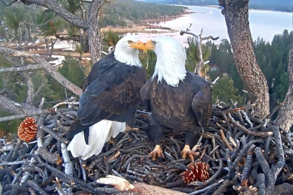Big bear eagles (6) (1)