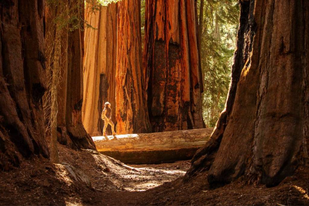 Parque Nacional de Sequoia
