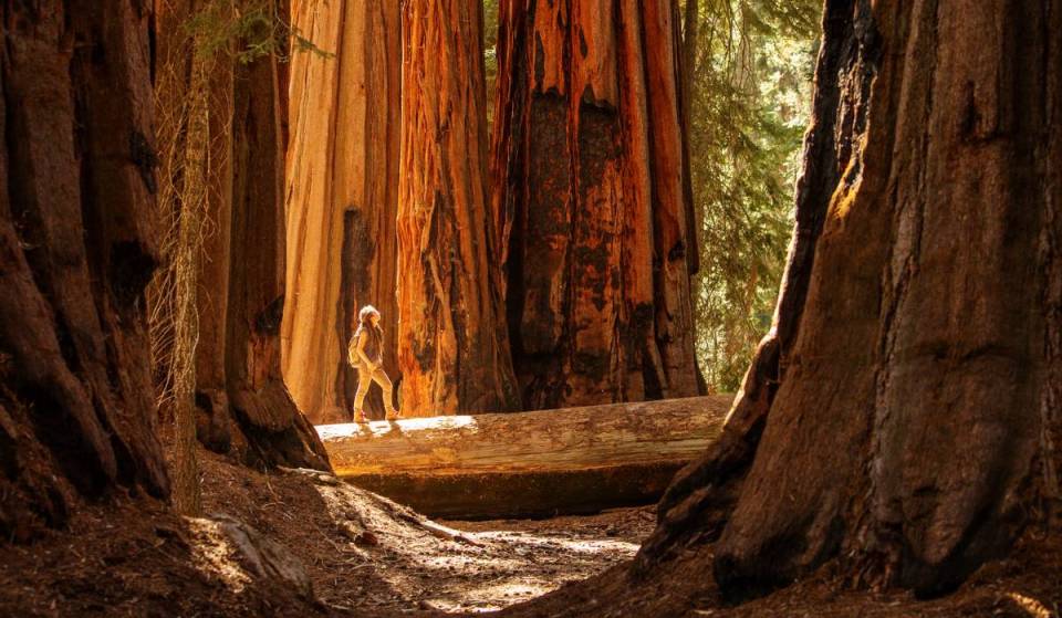 These 3 California national parks were just named among the best in the U.S. — and one is home to the world’s largest tree
