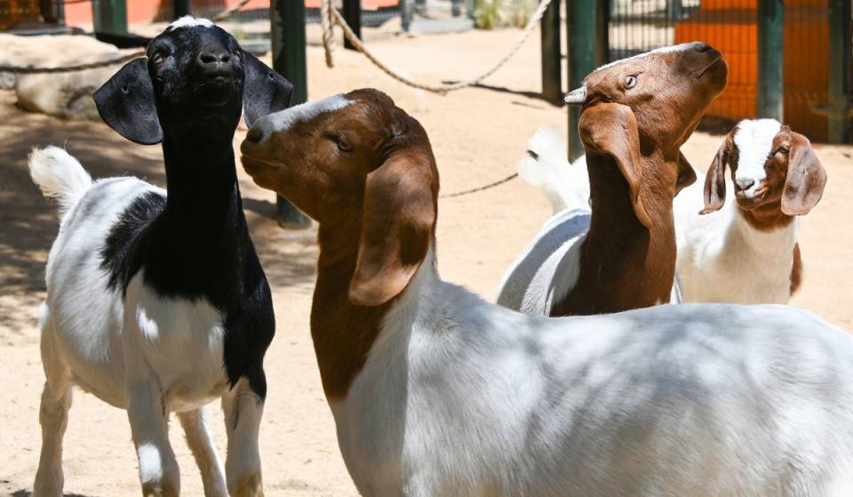 The L.A. Zoo just welcomed four adorable South African baby goats — and visitors can now meet and pet these six-month-old cuties