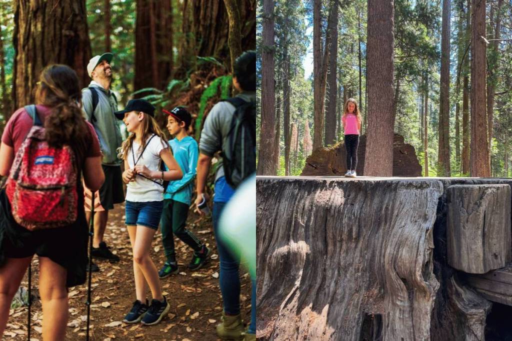 Kinder im Calaveras Big Trees State Park und im Samuel P. Taylor State Park