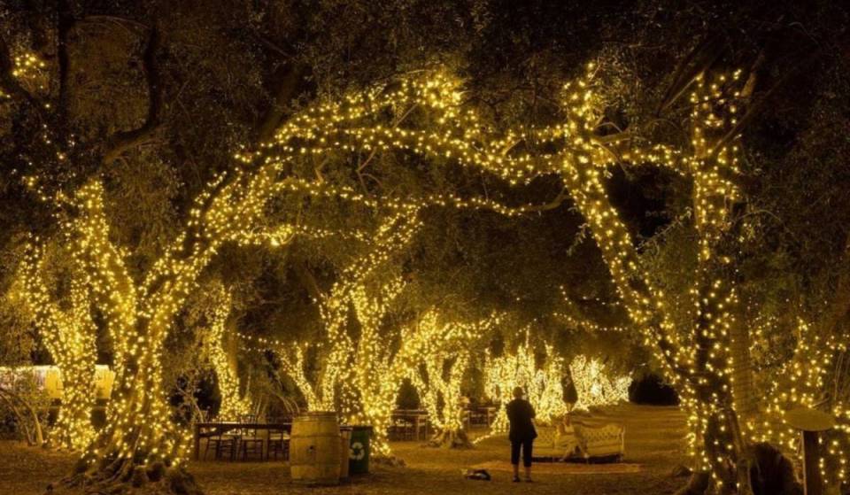 “An enchanting nighttime escape”: 123 Farm’s Lavender Nights is lighting up 500,000 bulbs with lavender ice cream, matcha flights, and live music starting next week