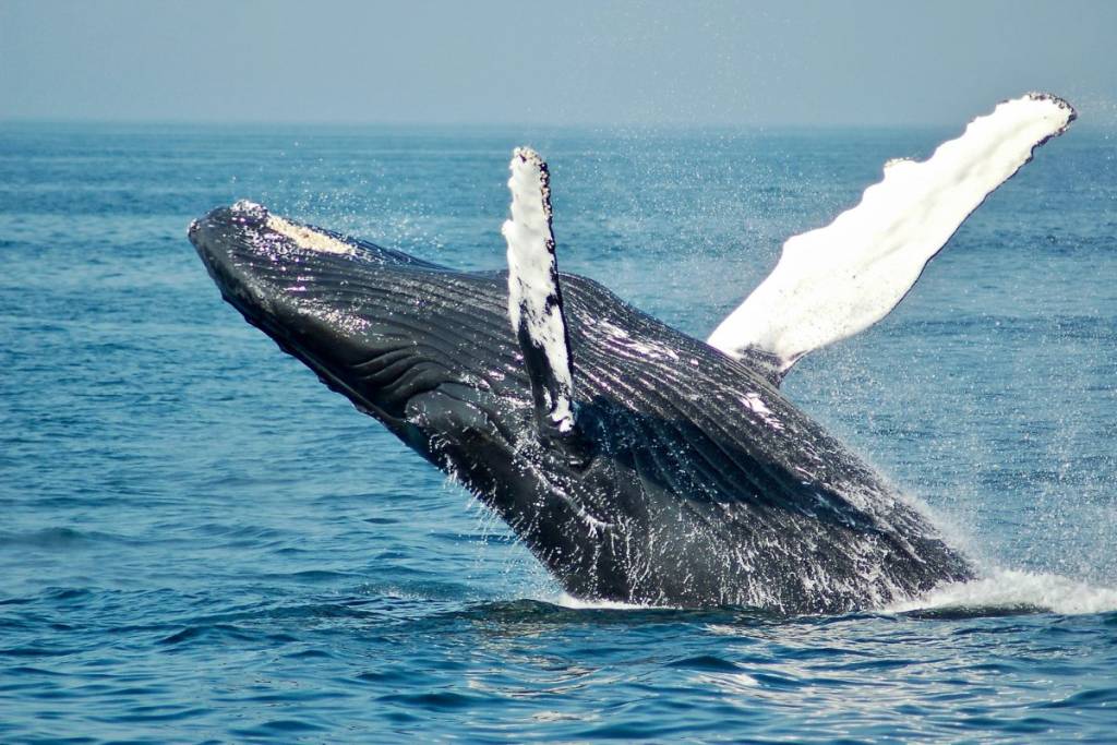 Dolphin Cruise_2