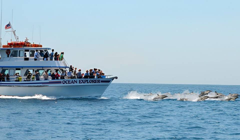 Just 30 minutes from L.A., SoCal’s favorite harbor town offers $36 cruises to sail alongside blue whales and superpods of 1,000 dolphins