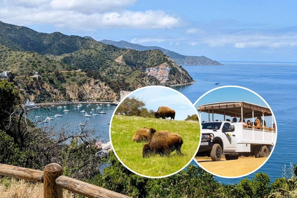 Safari de Catalina (1)