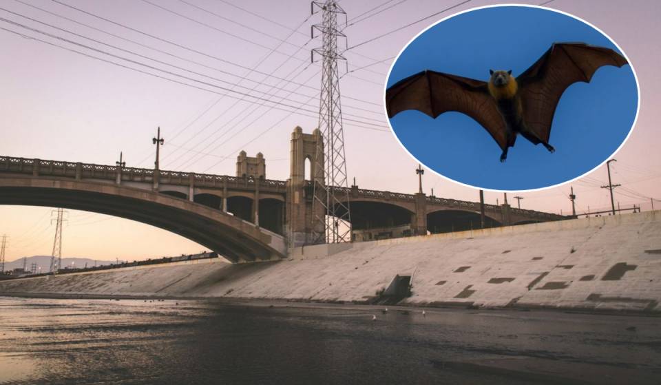 « Découvre les mystérieuses chauves-souris de la rivière de Los Angeles » : une balade unique alliant bière artisanale et faune nocturne aura lieu à la brasserie Frogtown le 28 août