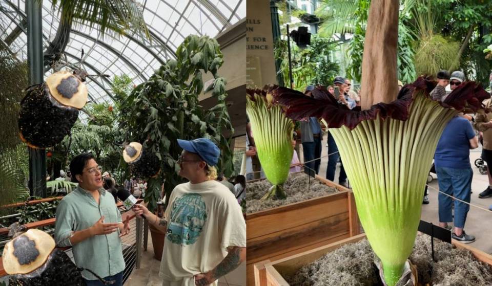 Huntington Corpse Flower: Futurama Episode Inspiration