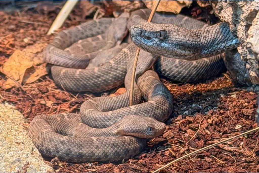Les serpents à sonnettes du zoo de Los Angeles