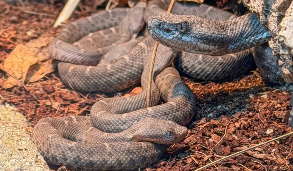 The L.A. Zoo just became the first institution to successfully breed the rarest rattlesnake in the U.S., welcoming six live young