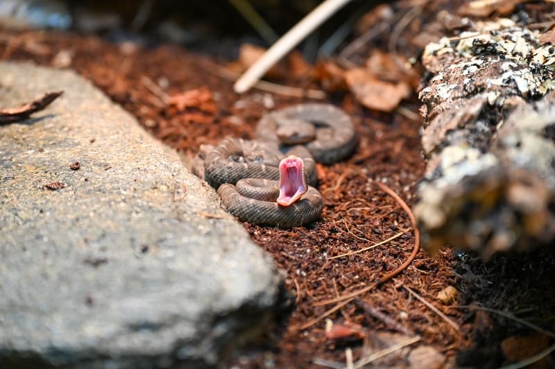 Un serpent à sonnettes rare au zoo de Los Angeles