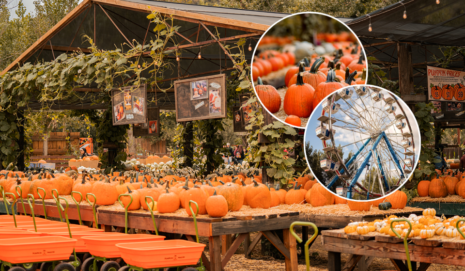 Le plus grand champ de citrouilles du sud de la Californie revient ce mois-ci — avec plus de 70 attractions, plus de 400 animaux et un nouveau labyrinthe hanté