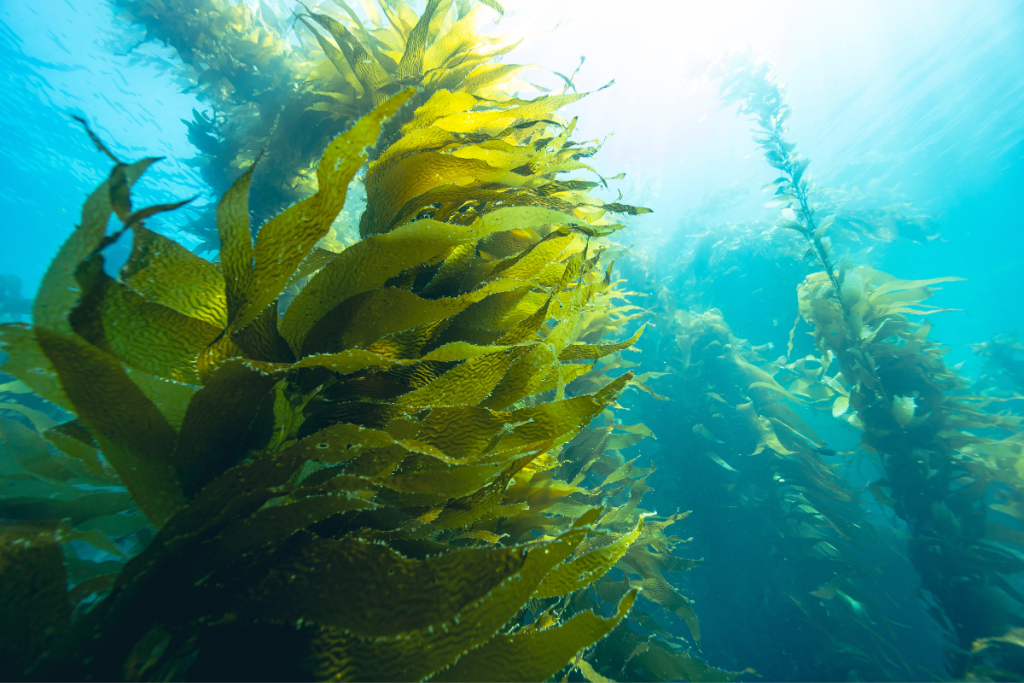 Kelp