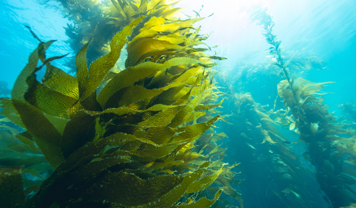 Southern California could get America’s largest kelp farm — the 3-square-mile project could produce 6,000 tons a year