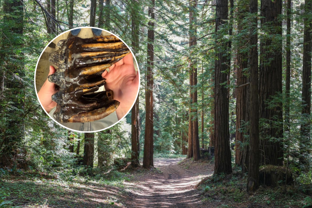 Fossil California
