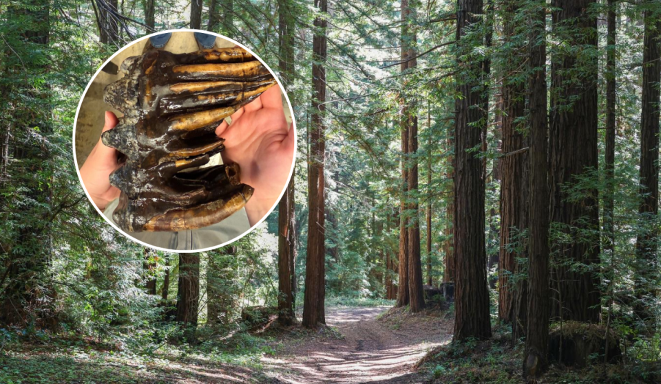 Une dent fossilisée de mastodonte datant de l’ère glaciaire, vieille de 10 000 ans, vient d’être découverte par une scientifique californienne
