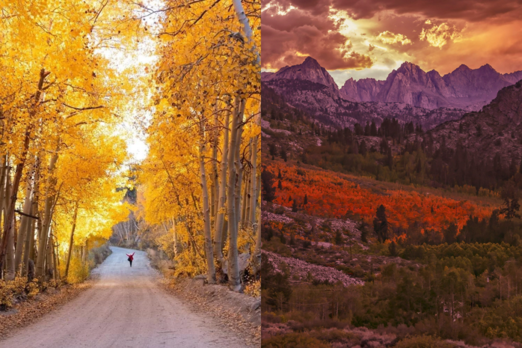 Fall foliage in Bishop CA