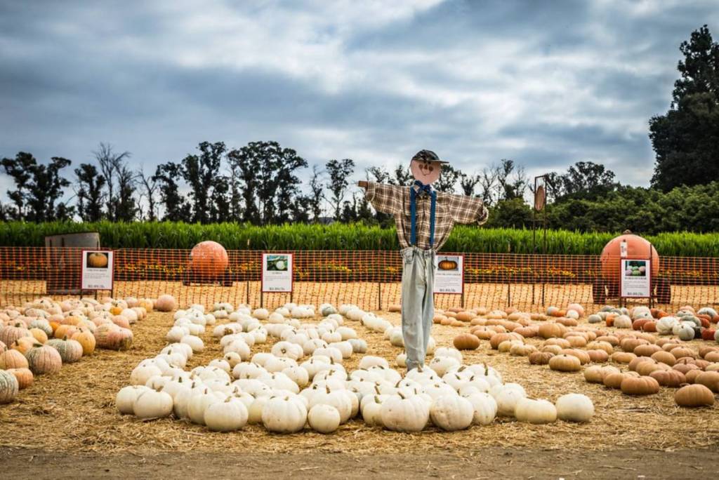 festival d'automne