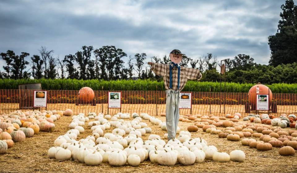 A gigantic fall festival with a pumpkin patch, corn maze, and pig races opens this weekend 